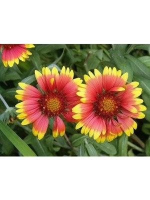 MarkEntegra 30 Adet Gaillardia Gayret Çiçeği Tohumu, Indian Blanket