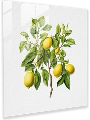 Popcasso Gerçekçi Limon Ağacı Temperli Cam Tablo - Limon Ağacı Temalı Duvar Dekoru