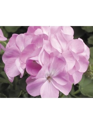 MarkEntegra Pembe Sardunya Tohumu - 10 Adet