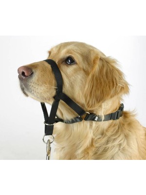 Kerbl Köpek Eğitim Tasması Maxi Coach 24 cm Den Küçük -Xs