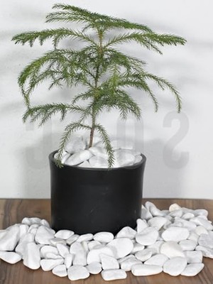 Cekar Store Sosc Natural Beyaz Dolomit Dekoratif Çakıl Taşı, 2-4 Cm, 3 Kg, Iç ve Dış Mekan Peyzaj Için