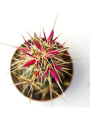 Corynopuntia Invicta Nadide Tür Kaktüs Tekli Kaktüs 5.5 cm Saksıda Özel Kaktüs