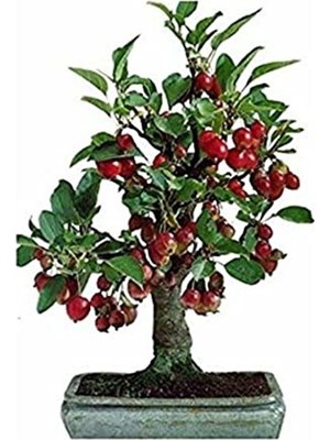 10 Adet Tohum Bodur Bonsai Kiraz Ağacı Bonzai Tohumu Saksı Toprak Hediyemizdir