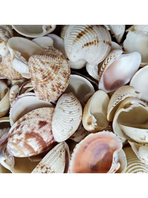 Tahtakale Toptancı Chione Cancellata Kiloluk Deniz Kabuğu (1 Kg)