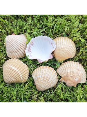 Tahtakale Toptancı Pecten Pair Of Flatt Yellow Kiloluk Deniz Kabuğu  (1 Kg)
