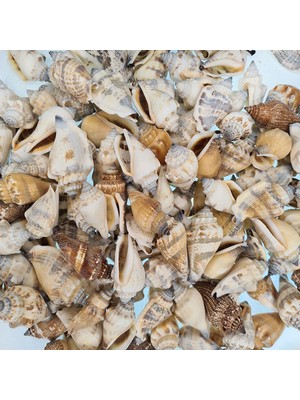 Tahtakale Toptancı Urceus Kiloluk Deniz Kabuğu (1 Kg)