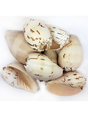 Tahtakale Toptancı Melo Diadema Kiloluk Deniz Kabuğu (1 Kg)
