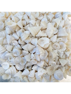 Tahtakale Toptancı Astrea Undosa Naturel Minik Boy Kiloluk Deniz Kabuğu (1 Kg)