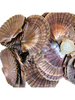 Tahtakale Toptancı Pecten Dıegensis Kiloluk Deniz Kabuğu (1 Kg)