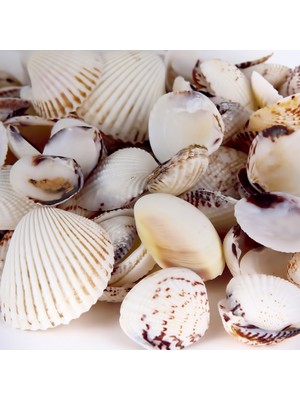 Tahtakale Toptancı Tiger Clam Kiloluk Deniz Kabuğu (1 Kg)