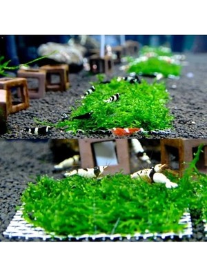 Hakay 10X10 cm Akvaryum Dekoru, Tele Sarılı Willi Moss