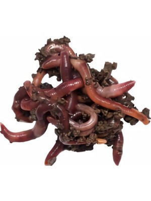 Lidyahan Store Adet Kırmızı Kaliforniya Kompost Gübre Solucanı