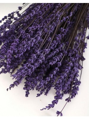 Handanca Şoklanmış Dökülmeyen Gerçek Lavanta