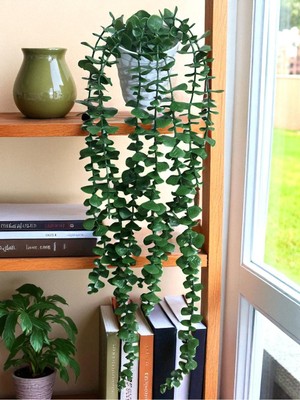 Handanca Yapay Çiçek Beyaz Saksıda 80 cm Yoğun Yapraklı Koyu Yeşil Okaliptus Sarkıt