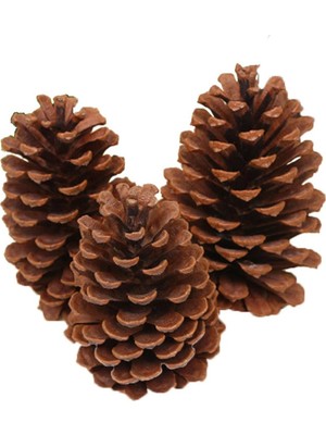 Handanca Doğal Boyasız Büyük Boy Kozalak Yılbaşı Yemek Masası Süsü (13-16 Cm)
