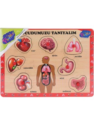 Miniklabtoys ONY-287 288 Ahşap Tutmalı Vücumuzu Tanıyalım -