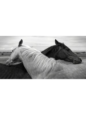 Lona Sanat Siyah Beyaz Atlar 70X100CM Kanvas Tablo Salon Oturma Yatak Odası Ofis Cafe Antre