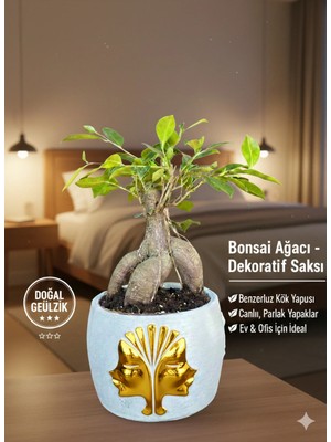 Premium Gold Çift Yüz Figürlü Dekoratif Saksıda Canlı Ficus Bonsai Ağacı - Ev ve Ofis Hediyesi