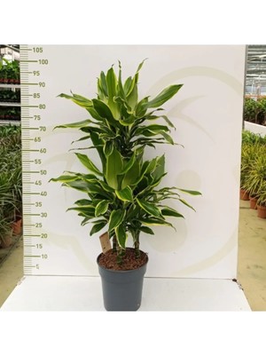 Dracaena Gold Coast 3 Pp 3 Kök Tek Saksıda