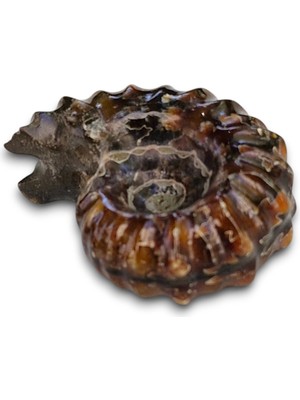 Pozitif Doğal Taş Tırtıklı Amonit Fosili Douvilleiceras Ammonite - 674-2