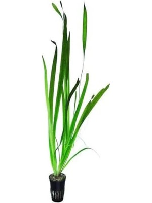 Die Grup Dev Saz Saksı Canlı Bitki - Vallisneria Gigantea