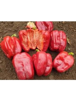 Die Grup Antep Dolmalık Biber Tohumu - 10 Gram