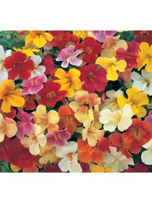 Die Grup Mimulus Çiçeği Tohumu - Çok Çiçekli Bodur, Karışık Renkli - 15 Adet