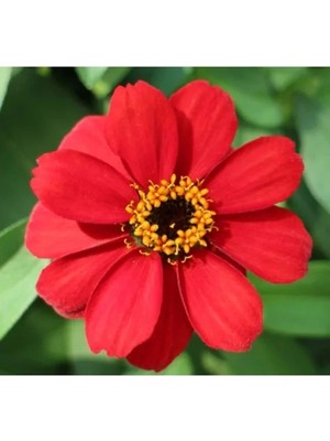Die Grup Zinnia Çiçeği Tohumu - Mini Çiçekli, Kirli Hanım, Kırmızı - 5 Adet