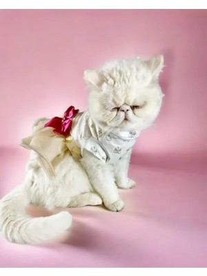 Die Grup Tütülü Kedi Elbisesi, Creamy Fuschia Renk, Şık Tasarım