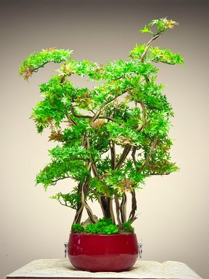 Lüks Dekoratif Yapay Bonsai Ağacı – Kırmızı Seramik Vazolu Bahar Esintisi