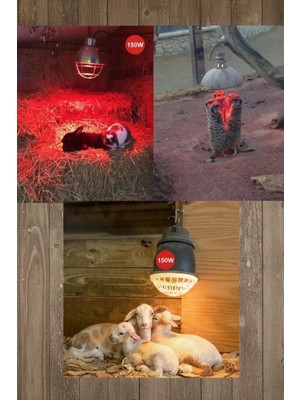VeraGlobe Buğz (6 Adet) 150W Kızılötesi Isıtıcılı Hayvan Isıtma ve Kuluçka Lambası (Kırmızı Işık) E27 (Kalın Duy) ( Buğz )