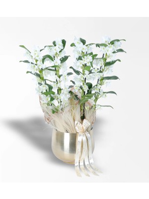 Çiçeek Gold Metal Saksıda 4 Dallı Bambu Orkide (Dendrobium) Aranjmanı