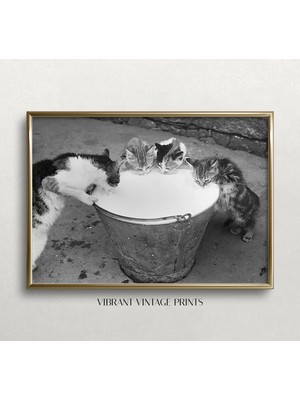 Ninastore Süt Içen Kediler - Siyah Beyaz Sanat - Vintage Duvar Sanatı - Kedi Duvar Sanatı - Yavru Kediler ve