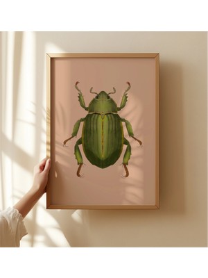 Ninastore Gül Böceği Sanat Baskısı: Eski Entomolojik Illüstrasyon