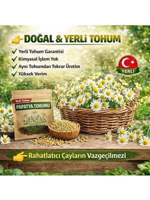 Okacih Papatya Çiçeği Tohumu Yerli Üretim – Hızlı Çimlenen, Saksı & Bahçe Için, Aromatik Şifalı Bitki Tohumu