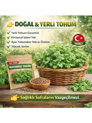 Okacih Maydanoz Tohumu Yerli Üretim – Hızlı Çimlenen, Saksı & Bahçe Için, Aromatik Şifalı Bitki Tohumu