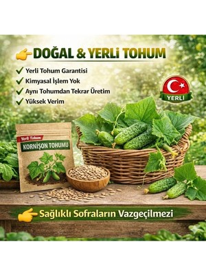 Okacih Kornişon Tohumu Yerli Üretim – Hızlı Çimlenen 6-12 Gün, Saksı & Bahçe Için, Aromatik Şifalı Bitki Tohumu
