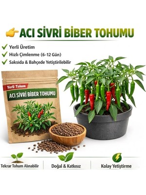 Okacih Acı Sivri Biber Tohumu Yerli Üretim – Hızlı Çimlenen 6-12 Gün, Saksı & Bahçe Için, Aromatik Şifalı Bitki Tohumu