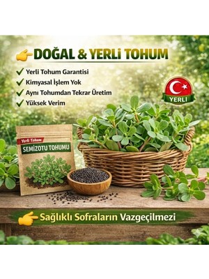 Okacih Semizotu Tohumu Yerli Üretim – Hızlı Çimlenen, Saksı & Bahçe Için, Aromatik Şifalı Bitki Tohumu