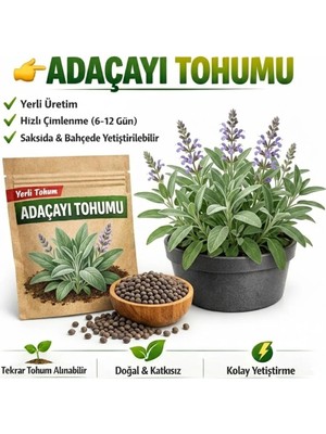 Okacih Adaçayı Tohumu Yerli Üretim – Hızlı Çimlenen 6-12 Gün, Saksı & Bahçe Için, Aromatik Şifalı Bitki Tohumu