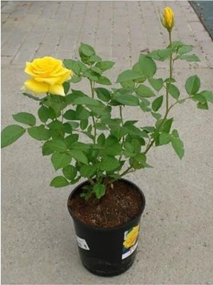 Cekar Store Kokulu Canlı Sarı Gül Fidanı 1 Adet Saksıda Bahçe Çiçeği