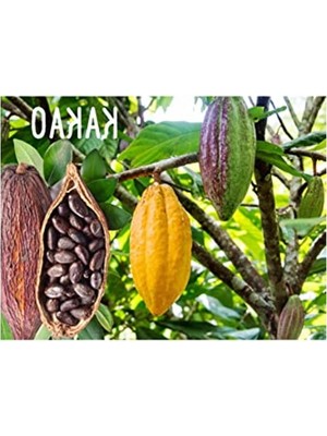 Cekar Store Organik Kakao Ağacı Tohumu