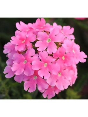 Cekar Store Mine Çiçeği (Sarkan Çok Dallanan) Pembe Renkli - 10 Tohum