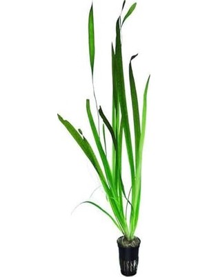 Cekar Store Vallisneria Gigantea Dev Saz Saksı Canlı Bitki