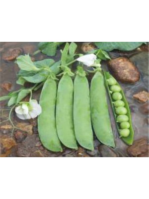 Cekar Store Bezelye Tohumu - Aksel 10 gr