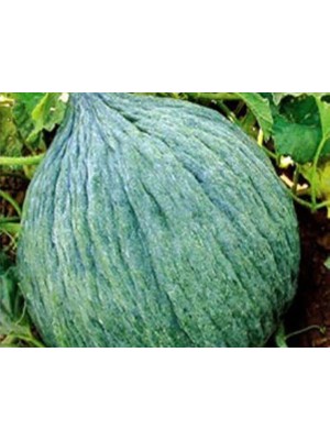 Cekar Store Kavun Hasanbey Tohumu - Aksel 10 gr