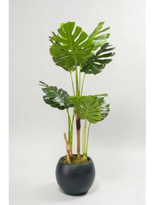Cihan Çiçekçilik Monstera Ağacı 170CM Antrasit Küre Saksı