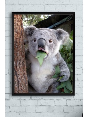 Expresstore (PSTER11749) Koala Hayvan Çerçeveli Tablo (21X30CM)