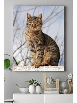 Assess Store (PSTER16463) Kedi Hayvan Kanvas Tablo 50 x 70
