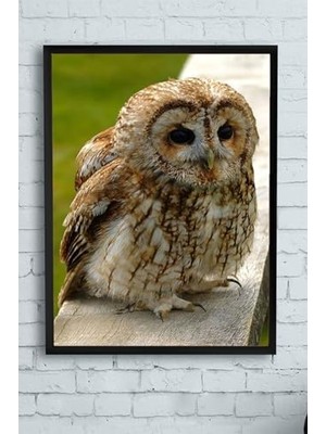 Teknocan (PSTER10057) Hayvan Çerçeveli Tablo (30 x 40CM)